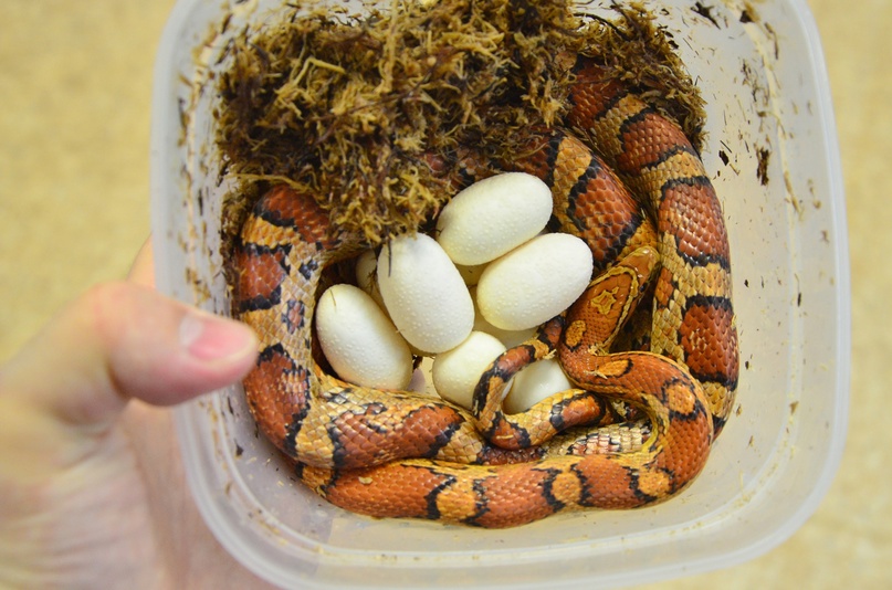Змеи из Северной Америки начали размножаться в Костроме