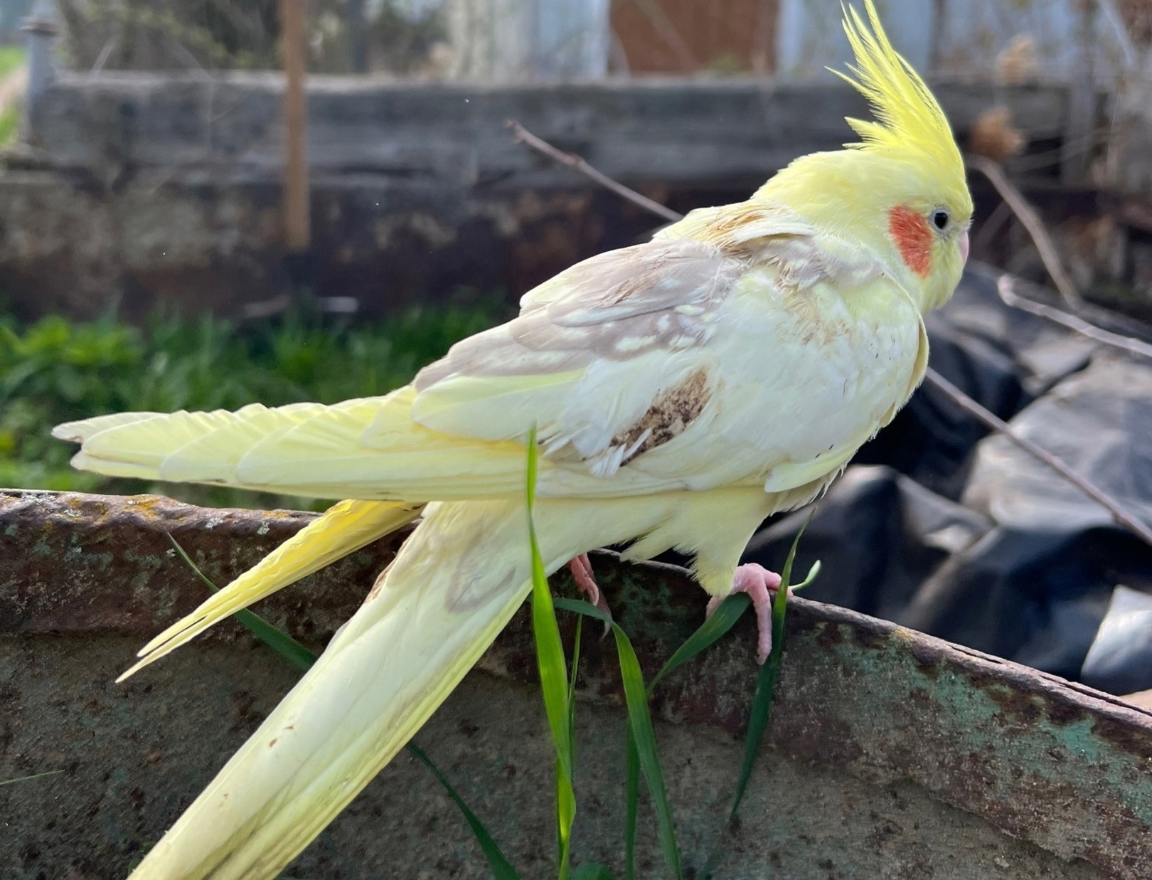 Ручной попугай-потеряшка прибился к садоводам