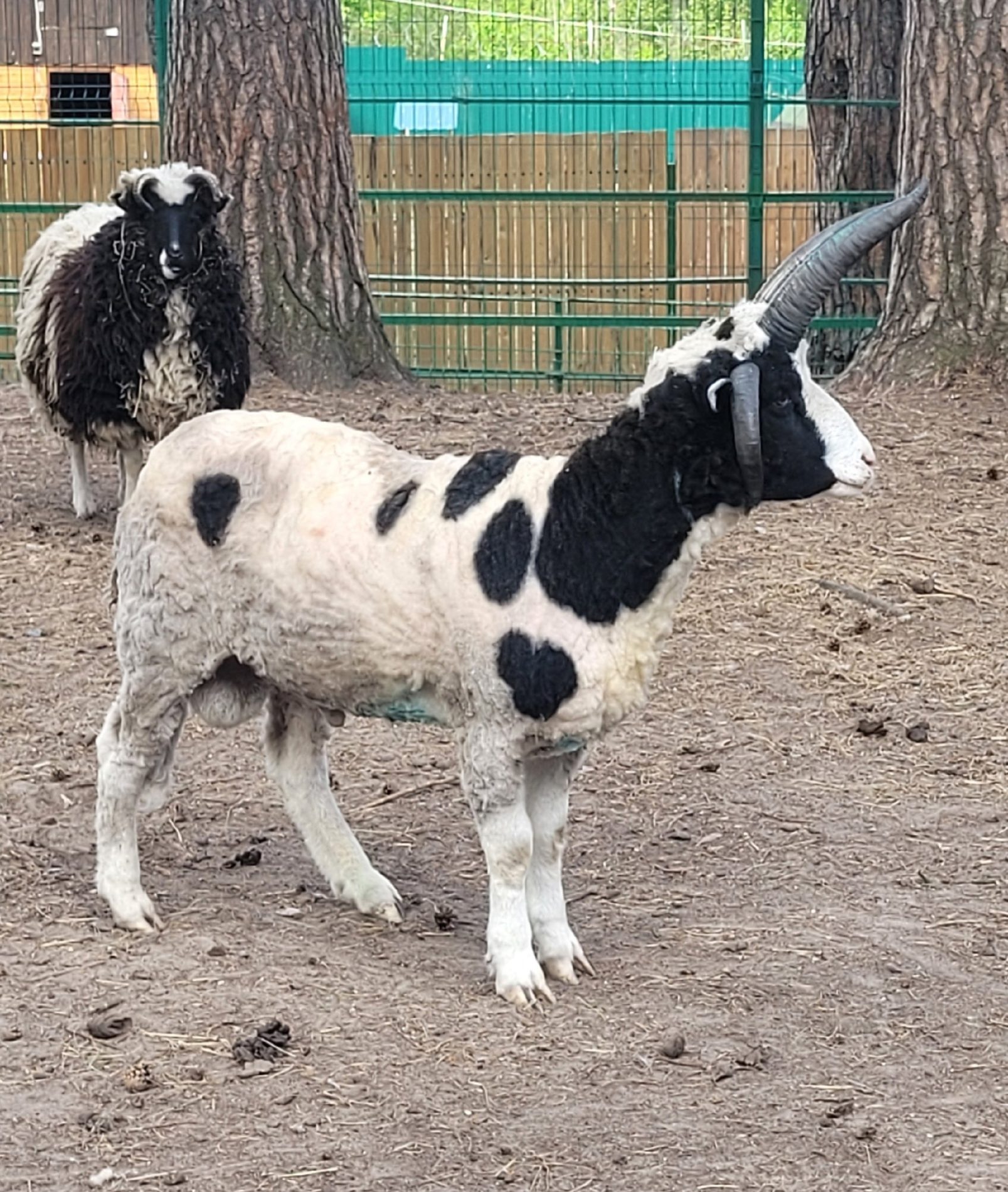 Зоопарк в Костроме делает «прически» овцам