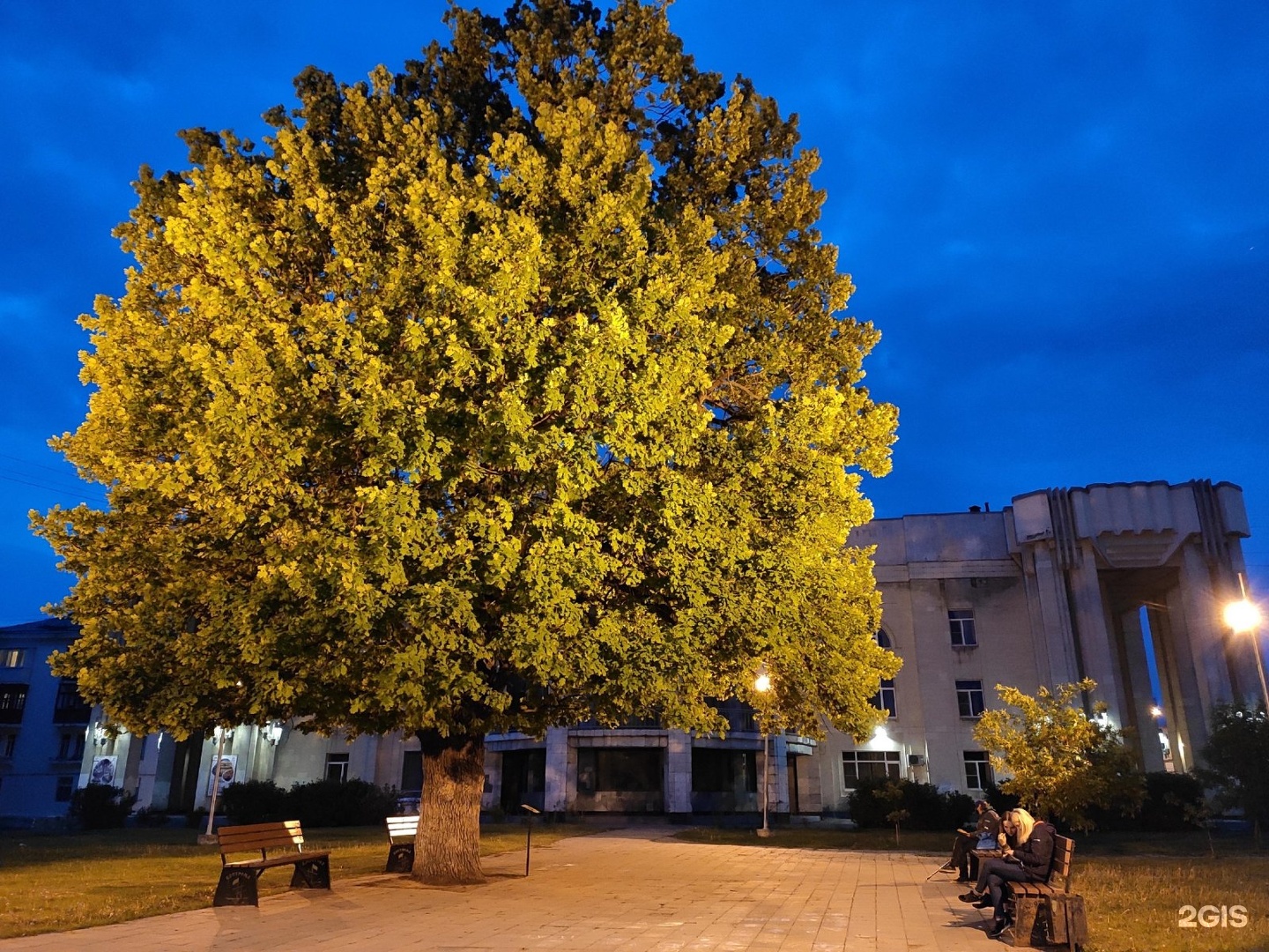 Древний дуб в Костроме стал финалистом национального конкурса «Российское дерево года»