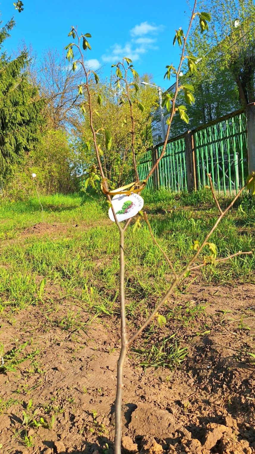 Костромские школьники посадили свой Сад памяти