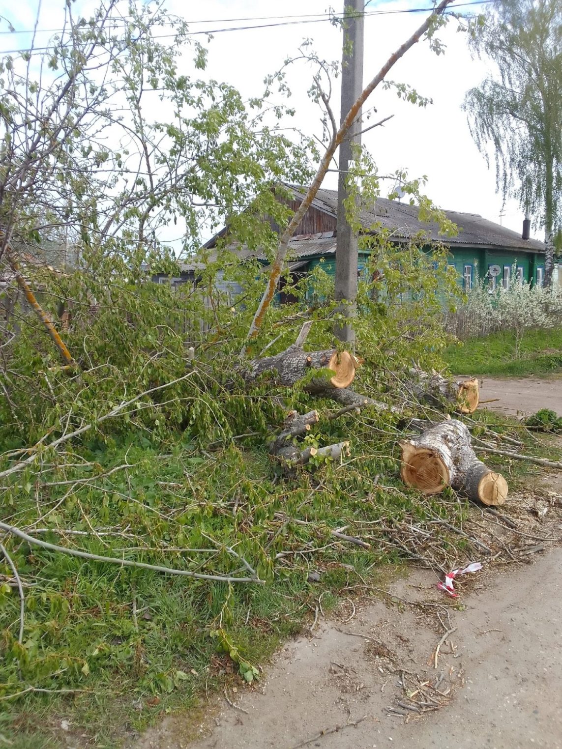 Дерево в Костроме стало частью тротуара