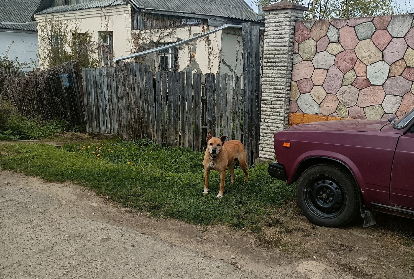 Жестокое обращение с собакой повергло костромичку в шок