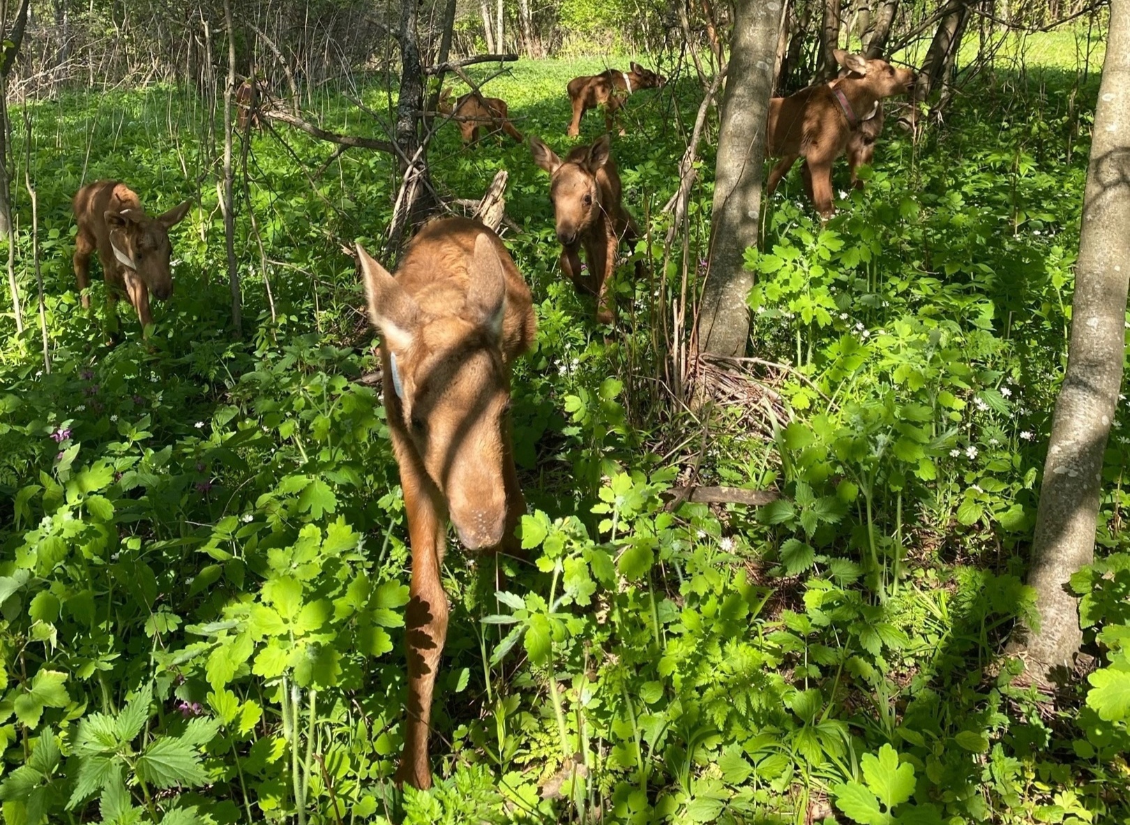 Юные лосята по-взрослому выходят на прогулки в лес