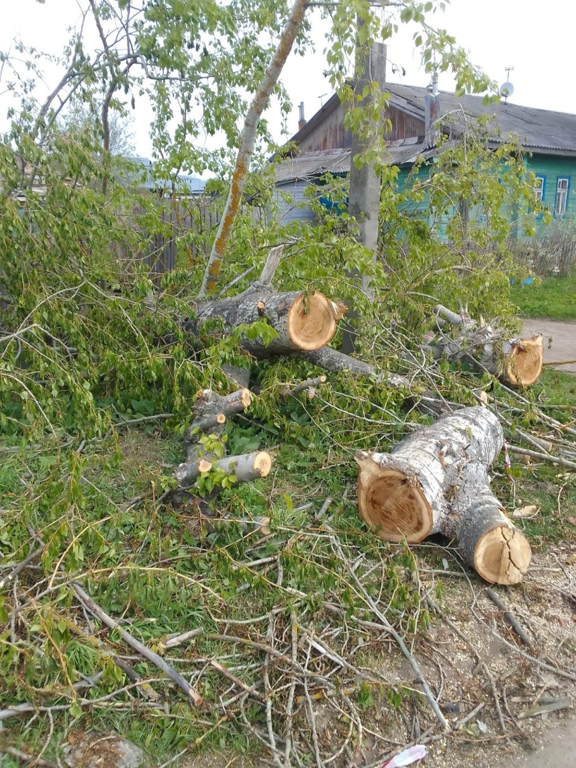 Дерево в Костроме стало частью тротуара