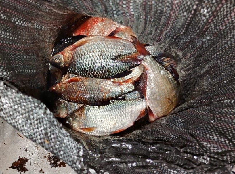 Браконьер попался на трассе костромским полицейским с двумя мешками рыбы