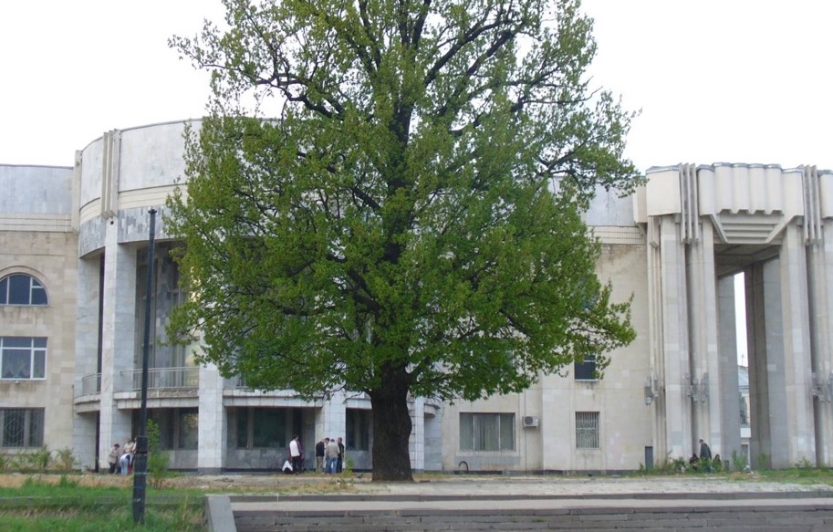 Столетний дуб у Костромской филармонии может стать деревом года