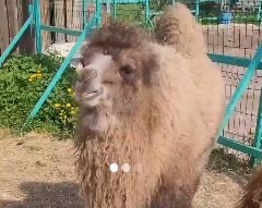 Костромскому верблюжонку исполнилось два месяца. Видео