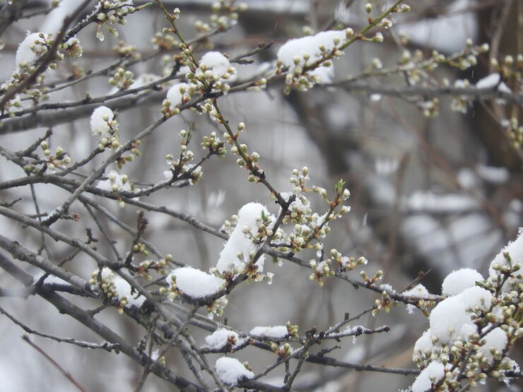 Узнали, заметет ли Кострому снегом в ближайшие дни