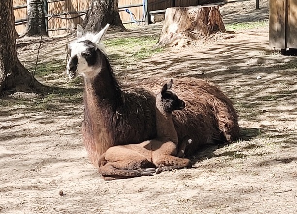 В Костромском зоопарке родилась маленькая лама
