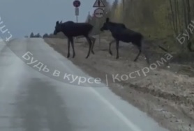 Перебегавший дорогу под Костромой лось запутался в проволоке