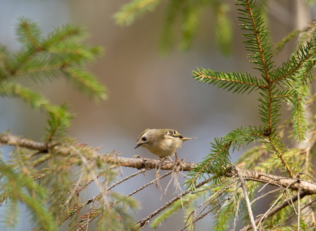 В Кологривском заповеднике обнаружена европейская колибри