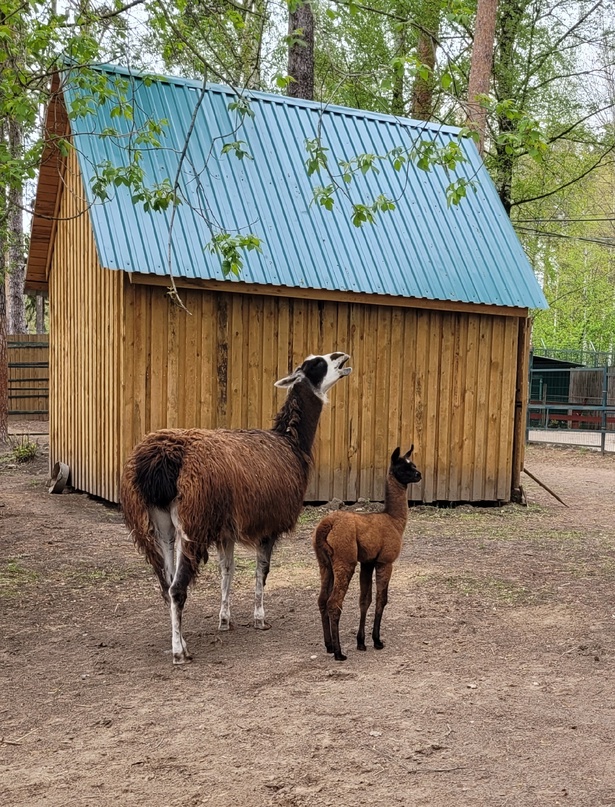 В Костромском зоопарке родилась маленькая лама