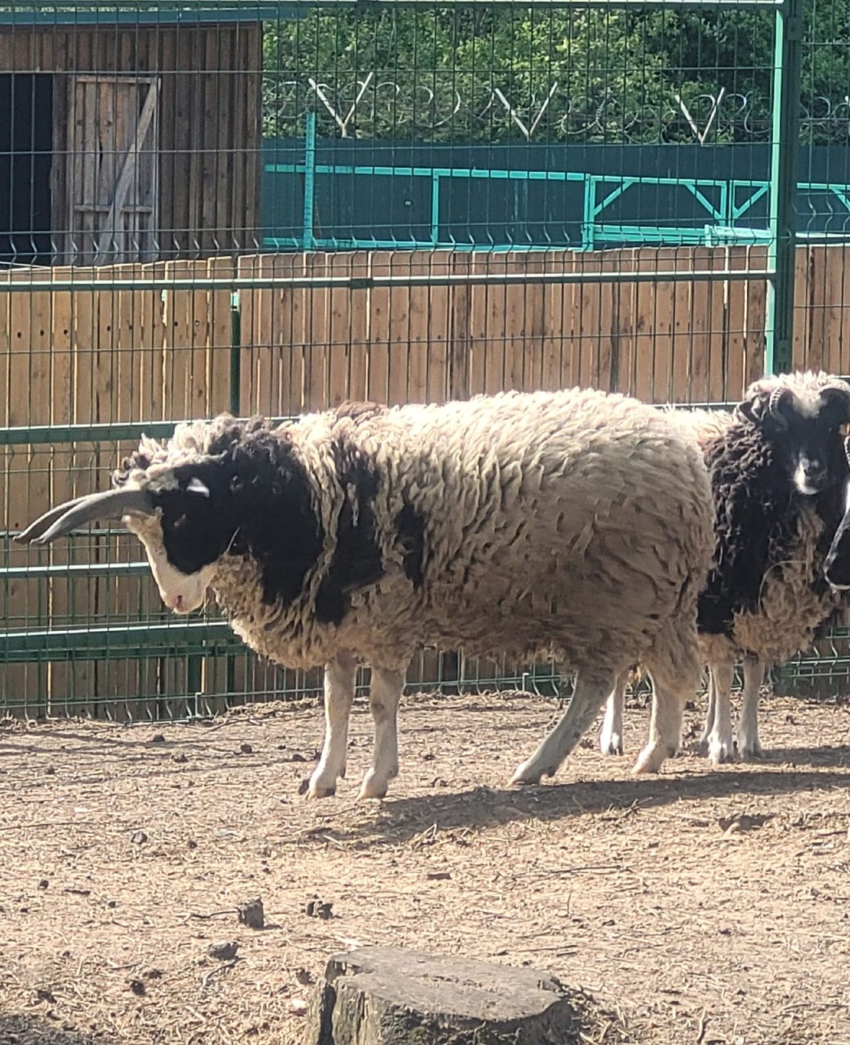 Зоопарк в Костроме делает прически овцам