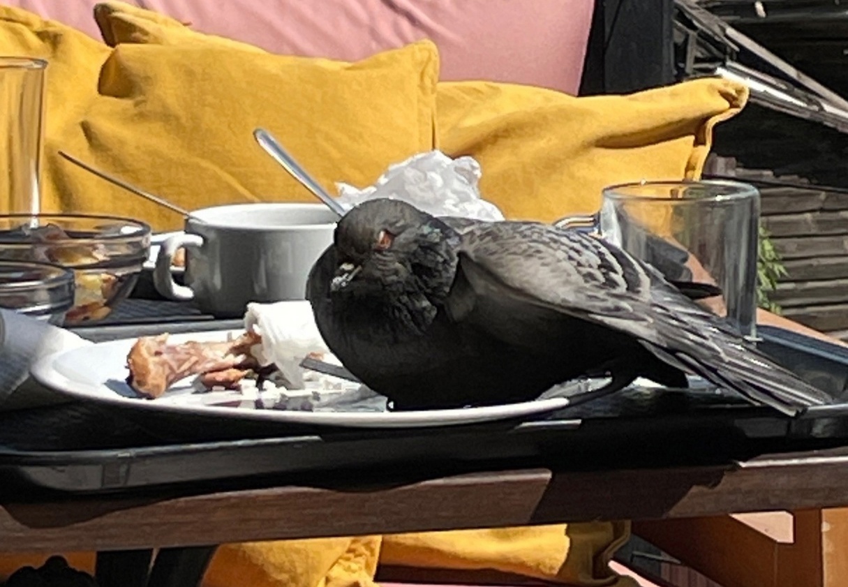 Жирный голубь-гопник ворует еду у костромичей