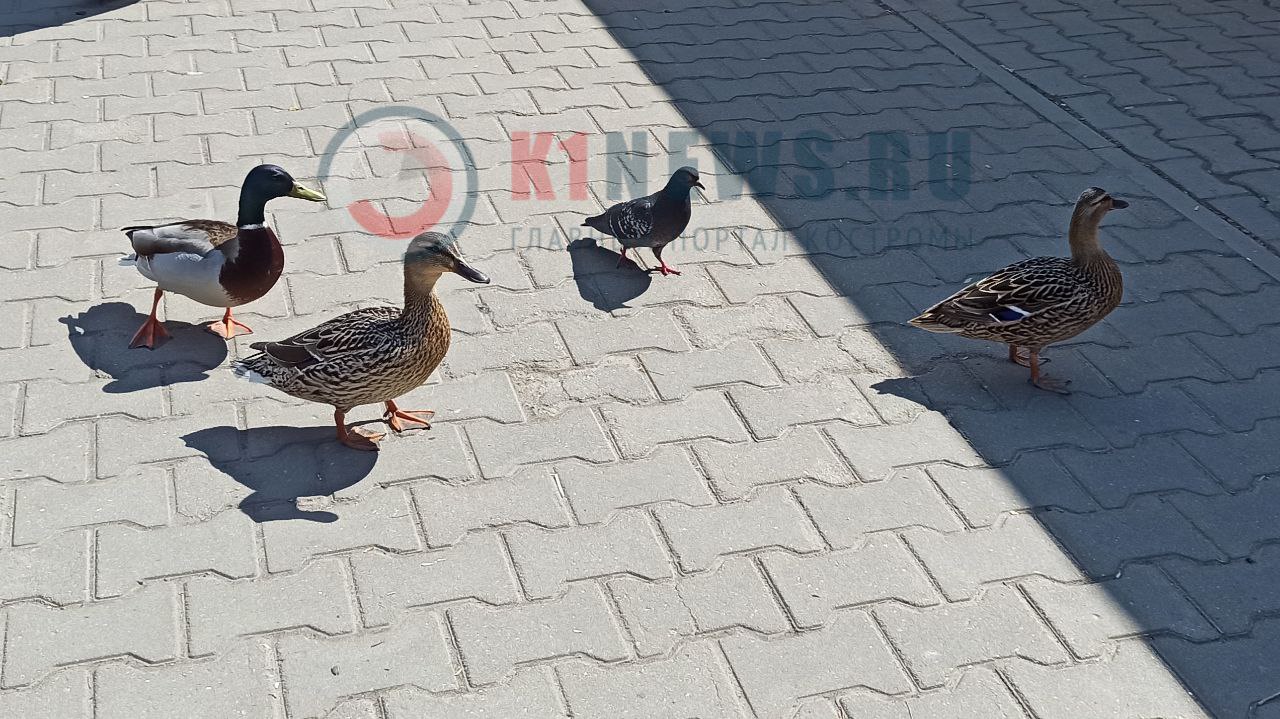 Наглые утки гоняют голубей в центре Костромы