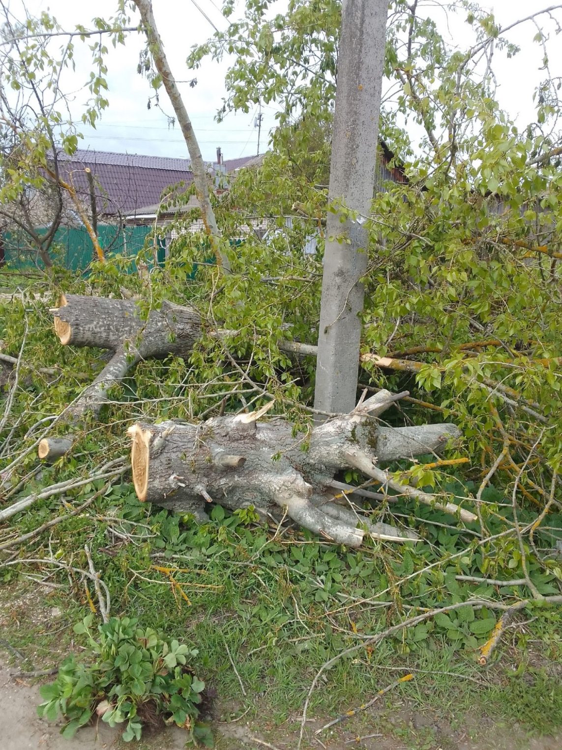 Дерево в Костроме стало частью тротуара