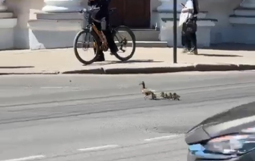 Мама-утка выгуливает своих малышей по центру Костромы