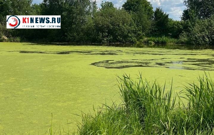 Вода в прудах Костромы неожиданно стала мохнато-зеленой