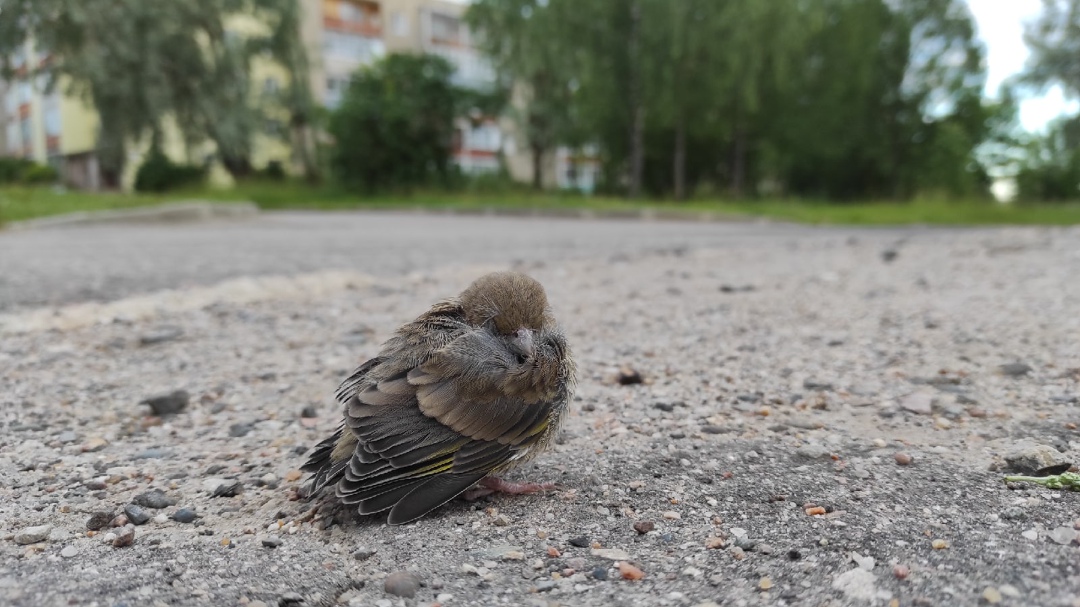 Молодые птенцы становятся поводом для волнений костромичей
