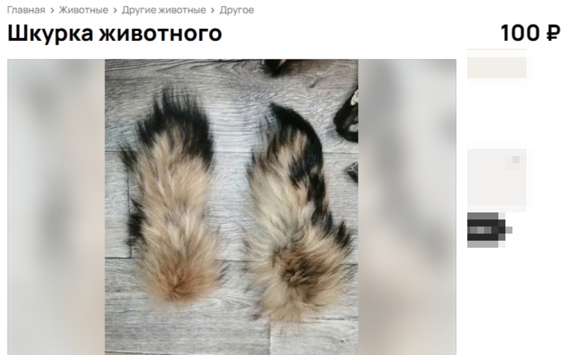 Жесть: енотов продают в Костроме по частям