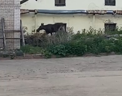 Еще один лось пришел поучиться в Костромском университете