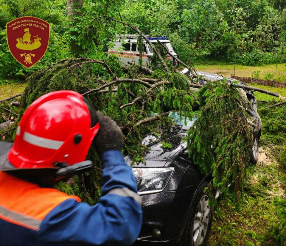 Дерево убило внедорожник на парковке у костромского санатория | K1NEWS  Кострома