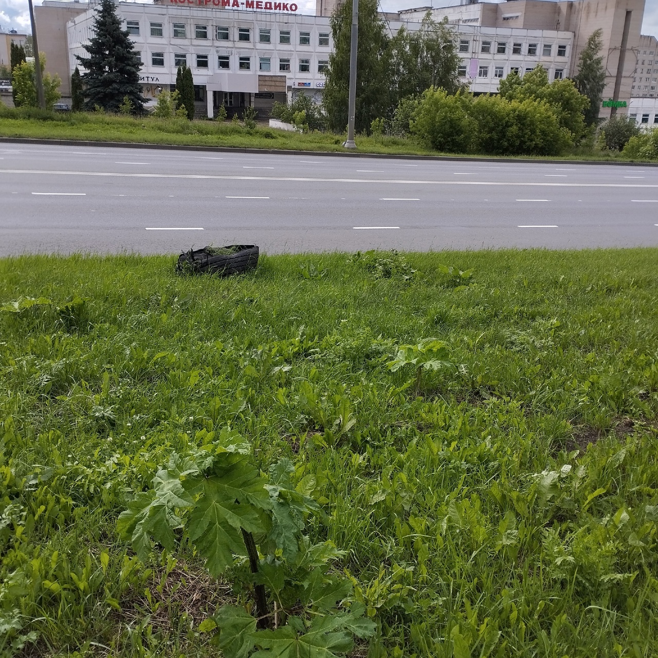 Опасное растение угрожает здоровью маленьких костромичей
