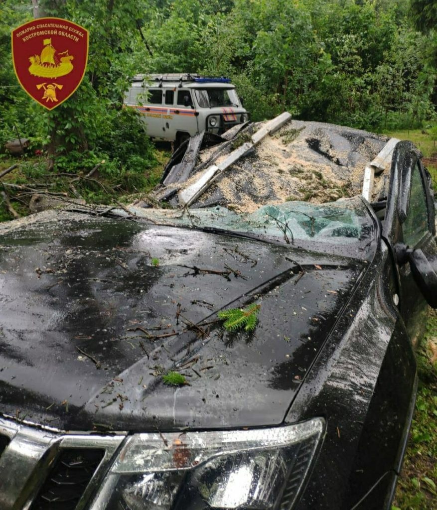 Дерево убило внедорожник на парковке у костромского санатория | K1NEWS  Кострома