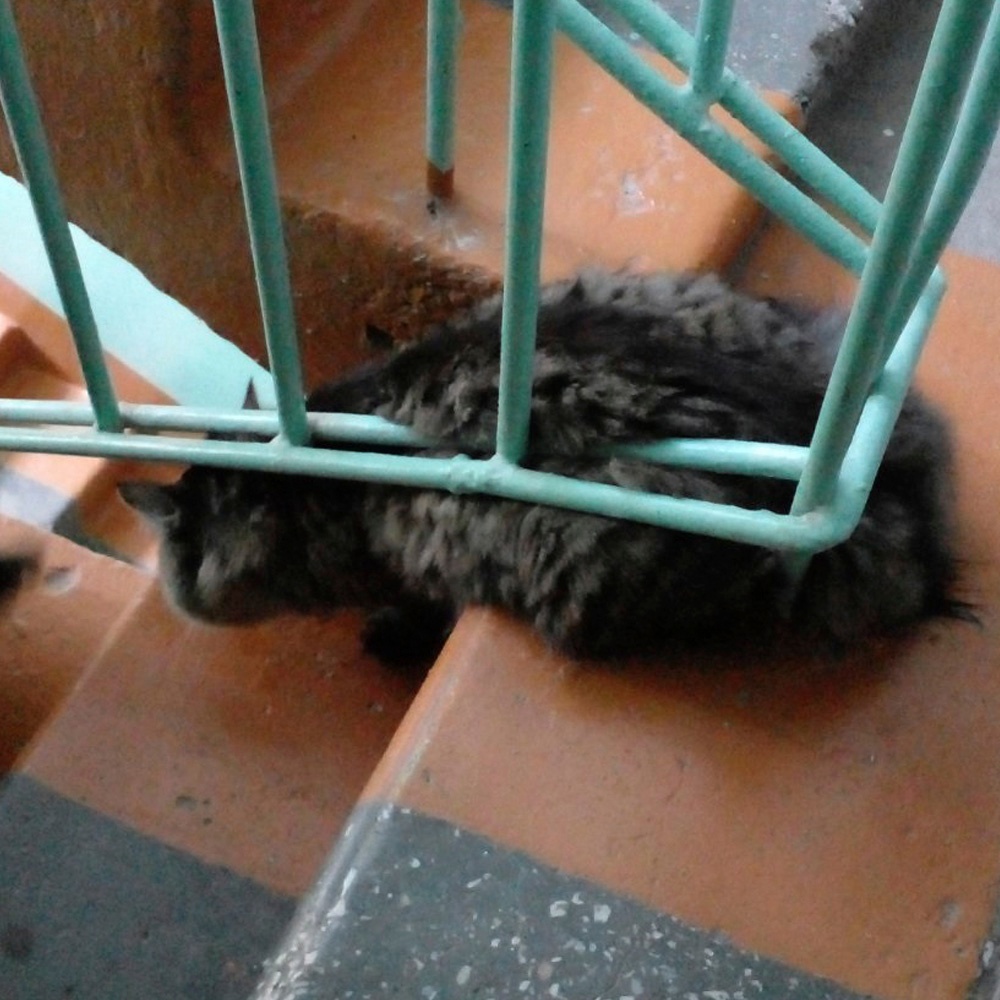 Упитанный кот оказался заложником подъездной лестницы в Костроме