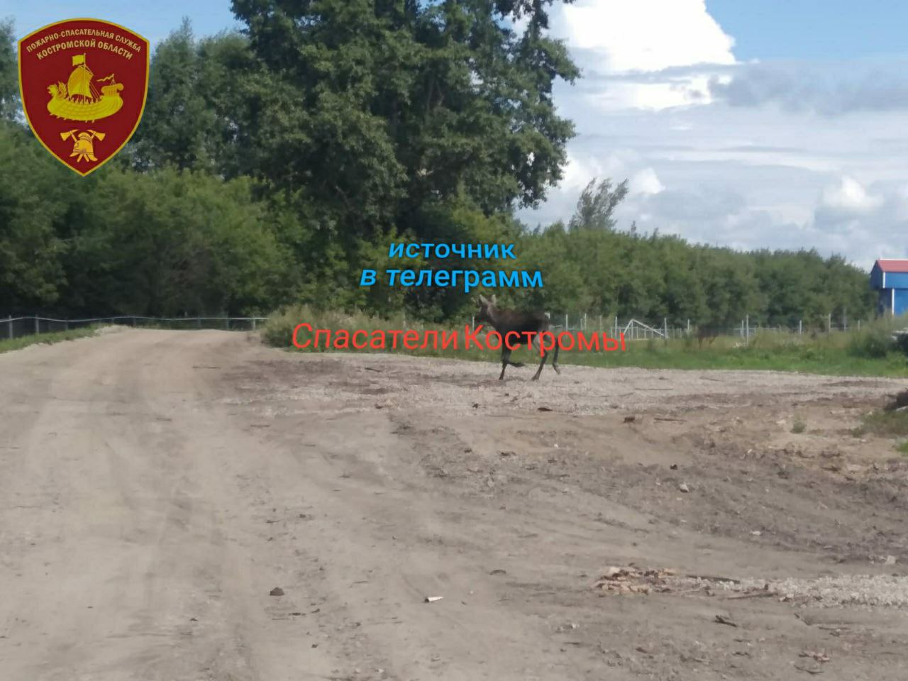 Лося с шарьинского завода прогнали записью лая собак