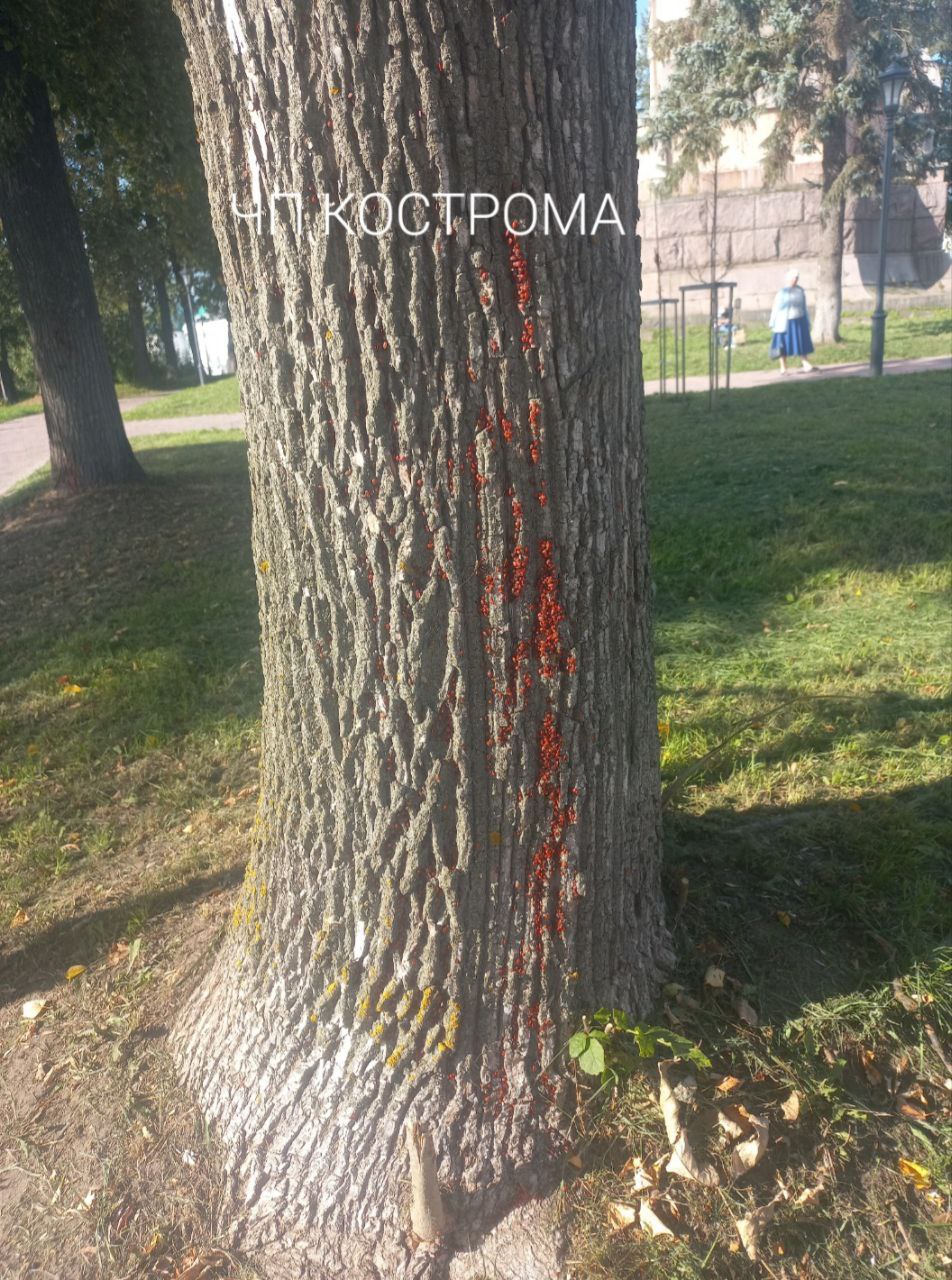 Нашествие красных клопов заметили в костромском парке