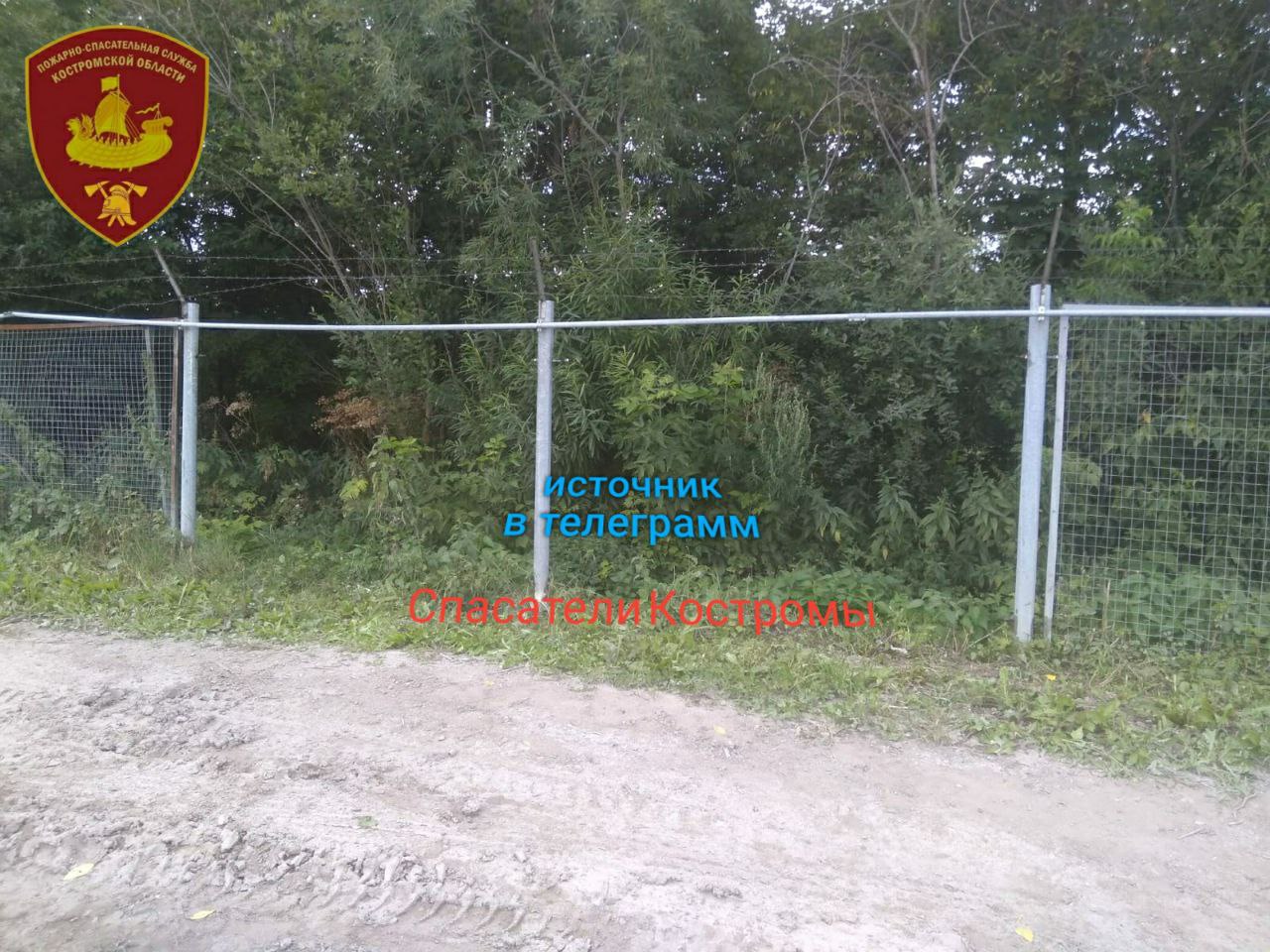 Лося с шарьинского завода прогнали записью лая собак