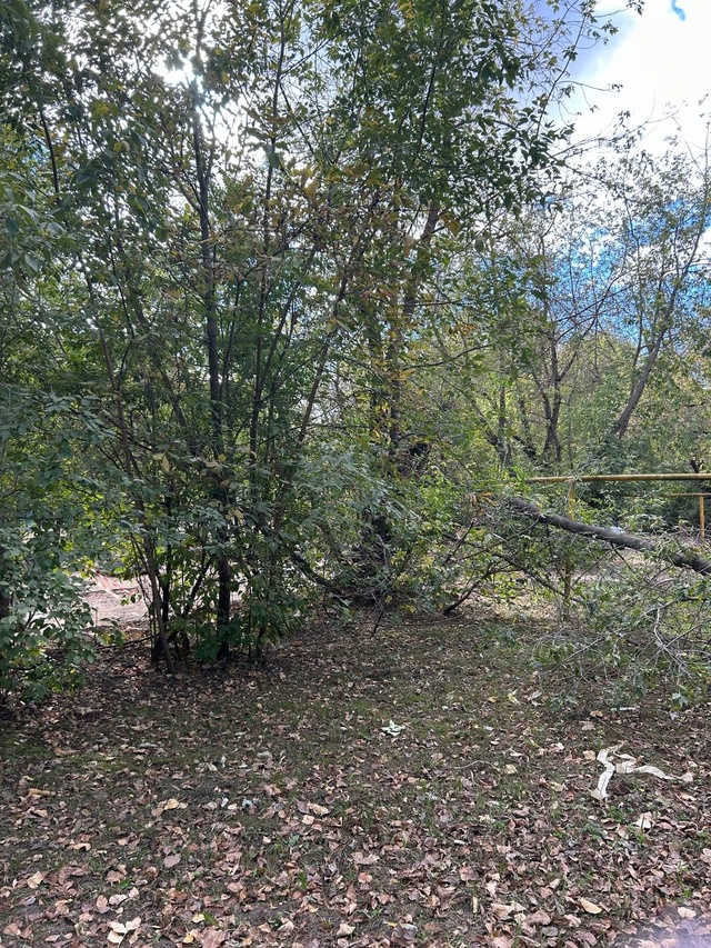 Непролазные дебри обнаружены во дворе в центре Костромы
