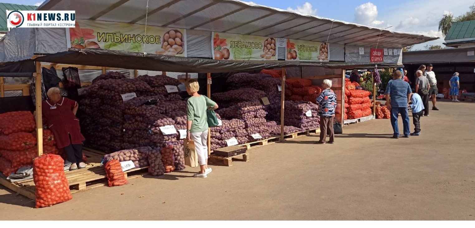 На овощных ярмарках в Костроме цены ниже на четверть