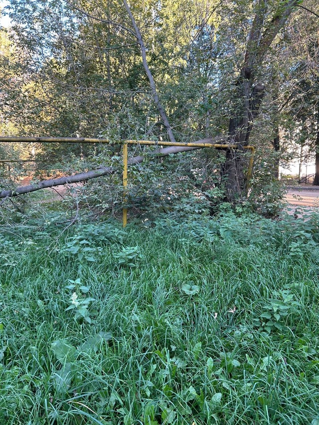 Непролазные дебри обнаружены во дворе в центре Костромы