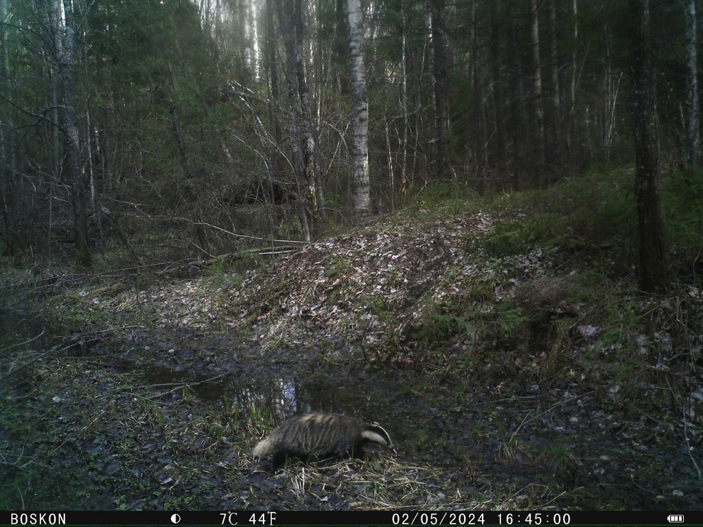 Обитатели заповедника "Кологривский лес" устроили тайную фотосессию