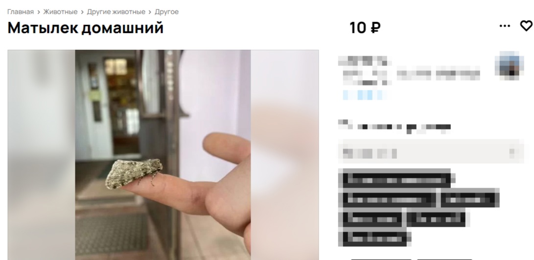 Крылатый Ричард готов питаться слезами костромичей