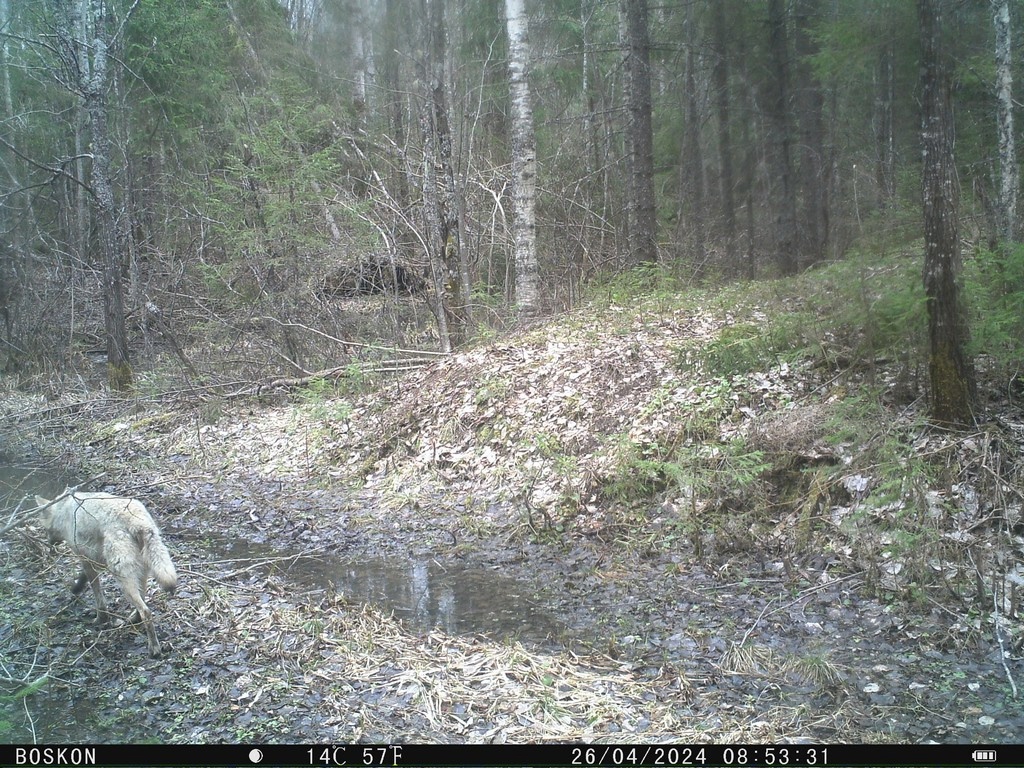 Обитатели заповедника "Кологривский лес" устроили тайную фотосессию