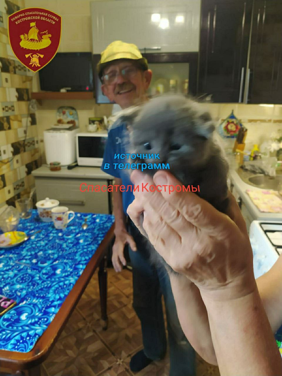 Любопытного котенка костромским спасателям пришлось выручать из железной ловушки