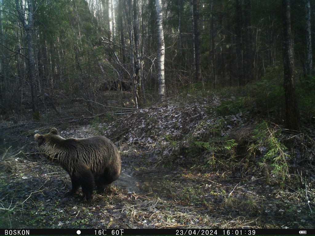 Обитатели заповедника "Кологривский лес" устроили тайную фотосессию