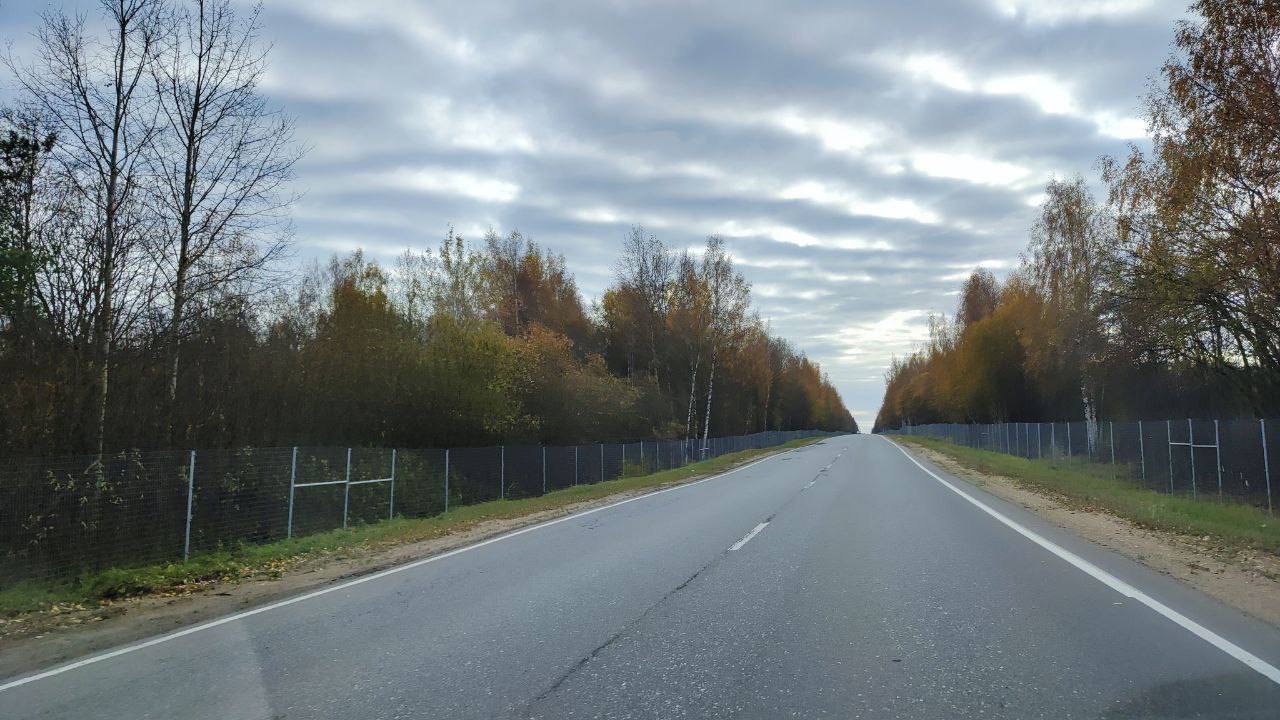 Костромскую трассу огородили от лосей