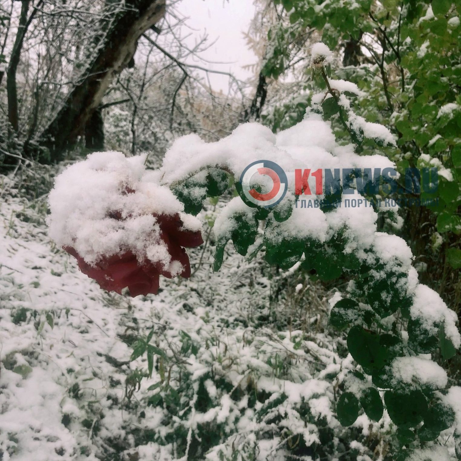 Костромичи делятся фотографиями первого снега