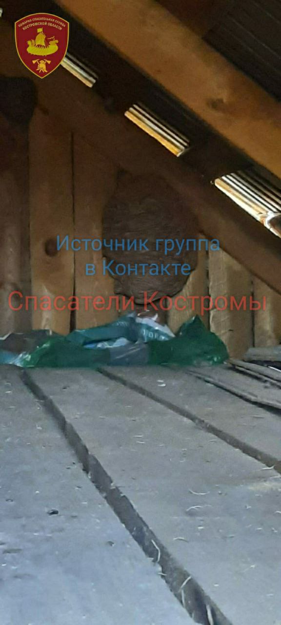 От злобных летучих кровососов костромских селян избавили спасатели