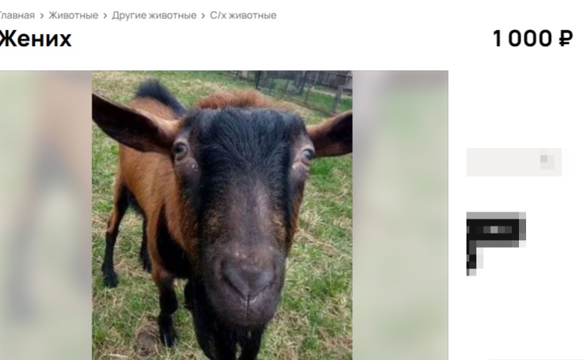 Любвеобильный чешский козел с документами ищет костромскую самочку