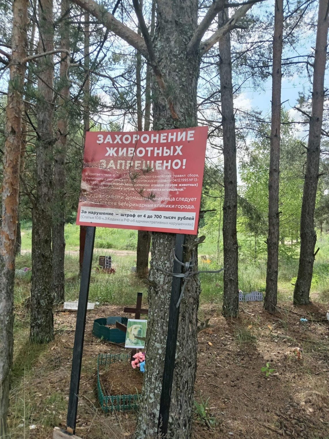 На самовольном кладбище домашних животных костромичи ставят кресты