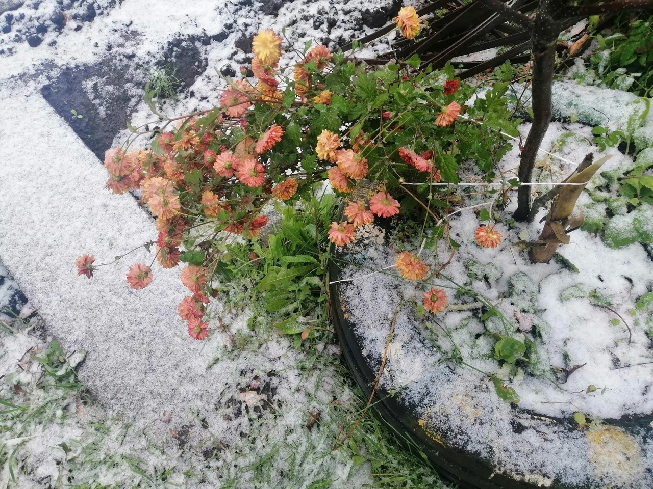 Костромичи делятся фотографиями первого снега