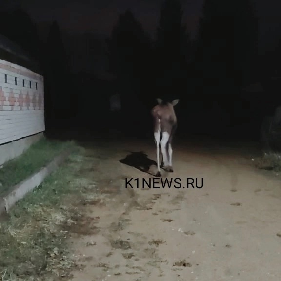 Юный лось поприветствовал садоводов под Костромой