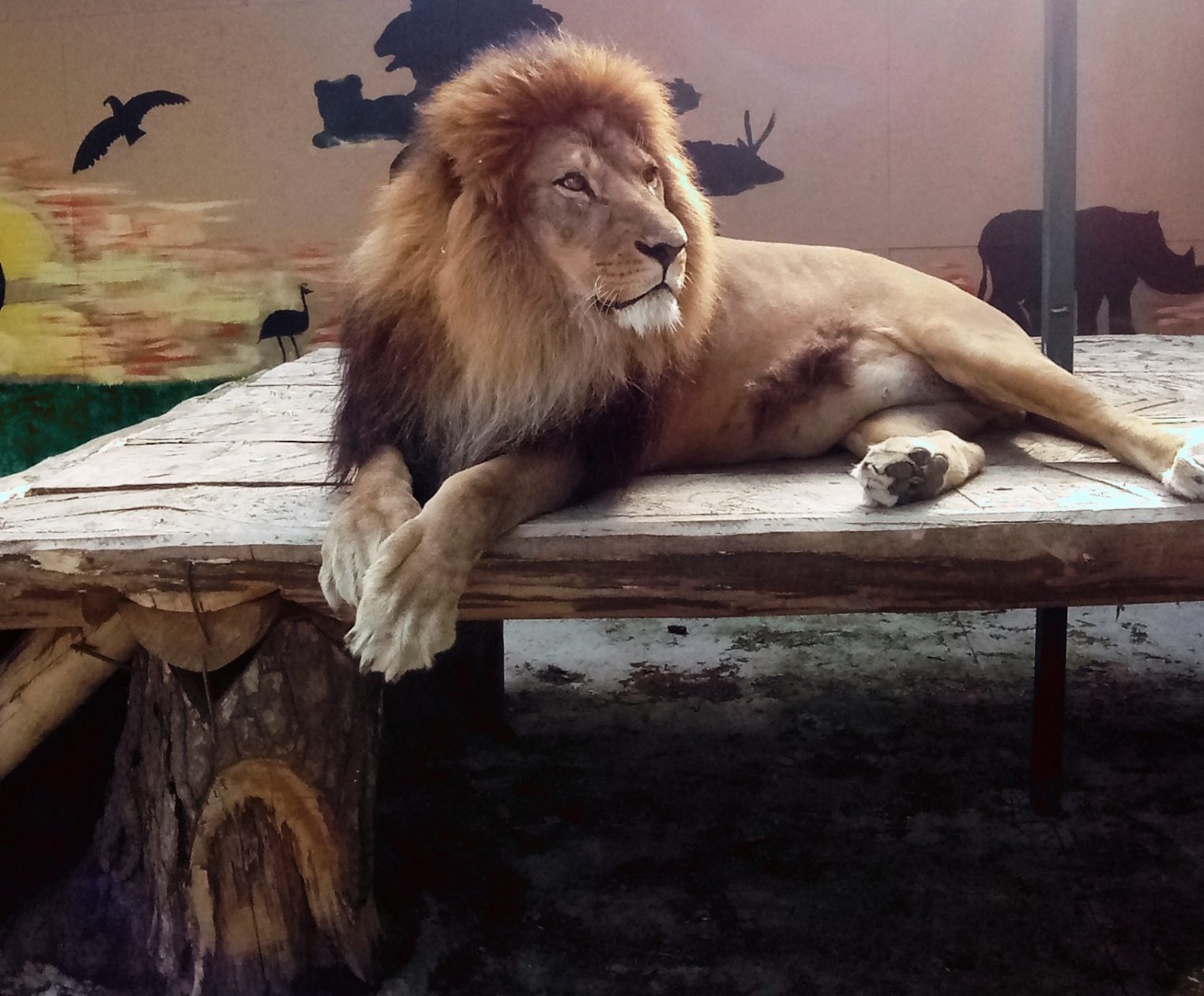 Зоопарк в Костроме сменил расписание работы на зимнее