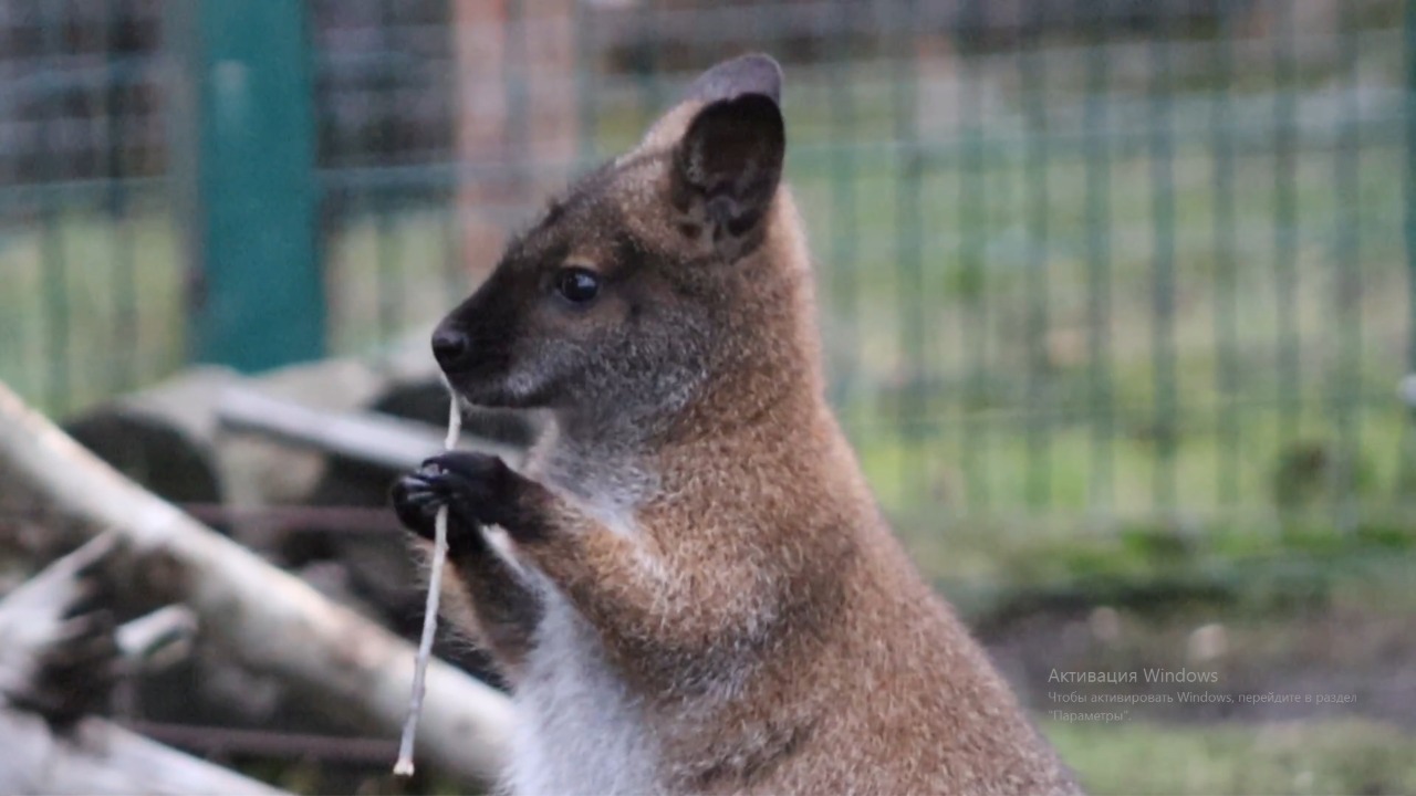 Известный на всю страну кенгуренок Крош переехал в костромской зоопарк